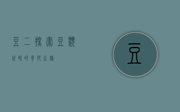 豆二，探索豆类世界的奇妙之旅